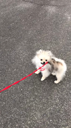 内田密信ブリーダーからお迎えしたポメラニアン：コロンちゃん