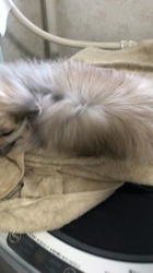 内田密信ブリーダーからお迎えしたポメラニアン：コロンちゃん