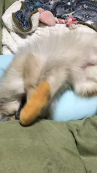 内田密信ブリーダーからお迎えしたポメラニアン：コロンちゃん