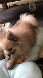 内田密信ブリーダーからお迎えしたポメラニアン：コロンちゃん