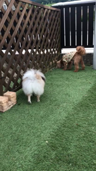 内田密信ブリーダーからお迎えしたポメラニアン：コロンちゃん