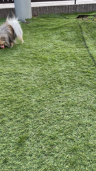 内田密信ブリーダーからお迎えしたポメラニアン：コロンちゃん