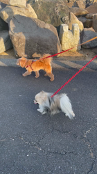 内田密信ブリーダーからお迎えしたポメラニアン：コロンちゃん