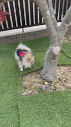 内田密信ブリーダーからお迎えしたポメラニアン：コロンちゃん