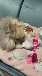 内田密信ブリーダーからお迎えしたポメラニアン：コロンちゃん