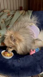 内田密信ブリーダーからお迎えしたポメラニアン：コロンちゃん