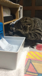 村井令枝ブリーダーからお迎えしたスコティッシュフォールド：cotty(コッティ)くん