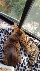 西川眞由美ブリーダーからお迎えしたベンガル：レオンくん