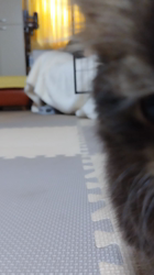 岸美桜ブリーダーからお迎えしたミヌエット：みゆくん