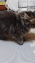 岸美桜ブリーダーからお迎えしたミヌエット：みゆくん