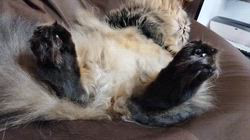 岸美桜ブリーダーからお迎えしたミヌエット：みゆくん