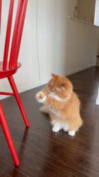 神原崇ブリーダーからお迎えしたマンチカン：チャタロウくん