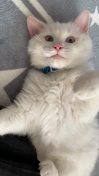 山本和美ブリーダーからお迎えしたラグドール：LEONくんくん