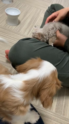 山本和美ブリーダーからお迎えしたラグドール：LEONくんくん