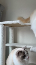 山本和美ブリーダーからお迎えしたラグドール：LEONくんくん