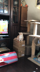 甲斐宗一郎ブリーダーからお迎えしたマンチカン：ちゅうちゃんくん