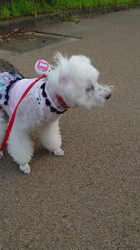 石床みさ江ブリーダーからお迎えしたトイプードル：バニラちゃん