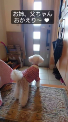 石床みさ江ブリーダーからお迎えしたトイプードル：バニラちゃん