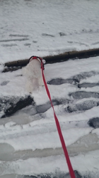 石床みさ江ブリーダーからお迎えしたトイプードル：バニラちゃん