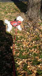 石床みさ江ブリーダーからお迎えしたトイプードル：バニラちゃん