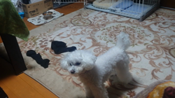 石床みさ江ブリーダーからお迎えしたトイプードル：バニラちゃん