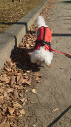 石床みさ江ブリーダーからお迎えしたトイプードル：バニラちゃん