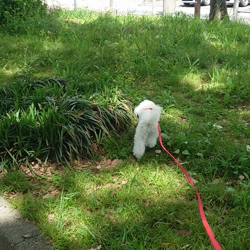 石床みさ江ブリーダーからお迎えしたトイプードル：バニラちゃん