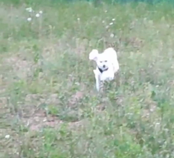 石床みさ江ブリーダーからお迎えしたトイプードル：バニラちゃん