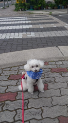 石床みさ江ブリーダーからお迎えしたトイプードル：バニラちゃん