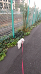 石床みさ江ブリーダーからお迎えしたトイプードル：バニラちゃん