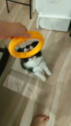 駒田明信ブリーダーからお迎えしたボーダーコリー：ダンロくん