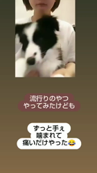 駒田明信ブリーダーからお迎えしたボーダーコリー：ダンロくん