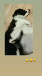 駒田明信ブリーダーからお迎えしたボーダーコリー：ダンロくん