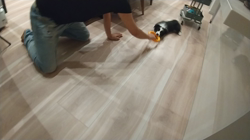 駒田明信ブリーダーからお迎えしたボーダーコリー：ダンロくん