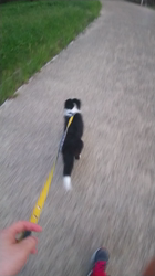 駒田明信ブリーダーからお迎えしたボーダーコリー：ダンロくん