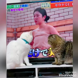 立川俊子ブリーダーからお迎えしたエキゾチックショートヘア：メルルくん