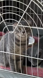 林良子ブリーダーからお迎えしたスコティッシュフォールド：ダヤンちゃん