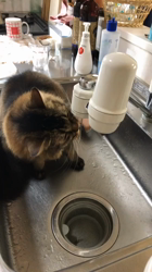 飛田新作ブリーダーからお迎えしたマンチカン：丸瑠くん