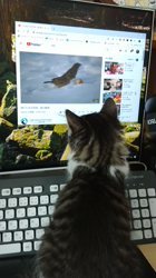 細野悦子ブリーダーからお迎えしたノルウェージャンフォレストキャット：喜八くん