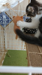 細野悦子ブリーダーからお迎えしたノルウェージャンフォレストキャット：喜八くん