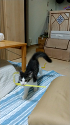 細野悦子ブリーダーからお迎えしたノルウェージャンフォレストキャット：喜八くん