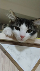 細野悦子ブリーダーからお迎えしたノルウェージャンフォレストキャット：喜八くん