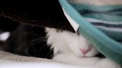 細野悦子ブリーダーからお迎えしたノルウェージャンフォレストキャット：喜八くん