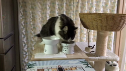 細野悦子ブリーダーからお迎えしたノルウェージャンフォレストキャット：喜八くん