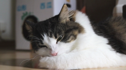 細野悦子ブリーダーからお迎えしたノルウェージャンフォレストキャット：喜八くん