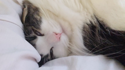 細野悦子ブリーダーからお迎えしたノルウェージャンフォレストキャット：喜八くん