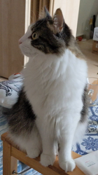 細野悦子ブリーダーからお迎えしたノルウェージャンフォレストキャット：喜八くん