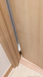 細野悦子ブリーダーからお迎えしたノルウェージャンフォレストキャット：喜八くん