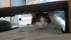 細野悦子ブリーダーからお迎えしたノルウェージャンフォレストキャット：喜八くん