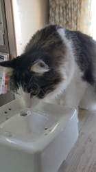 細野悦子ブリーダーからお迎えしたノルウェージャンフォレストキャット：喜八くん